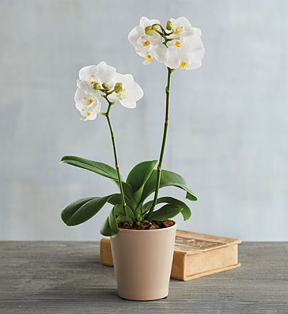 3&#34; White Orchid